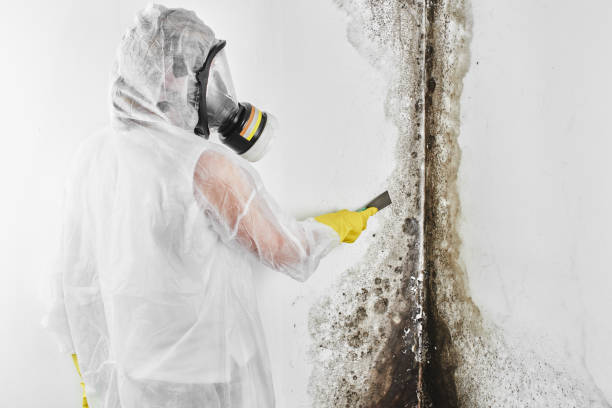 Mold Remediation for Rental Properties in Urania, LA